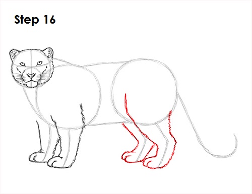 Draw Snow Leopard 16