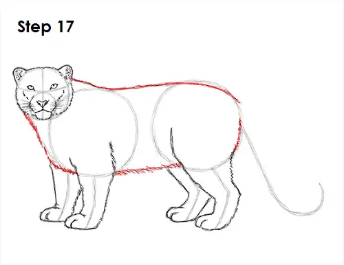Draw Snow Leopard 17