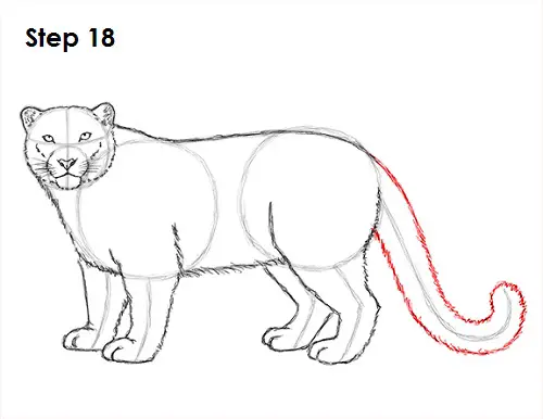 Draw Snow Leopard 18