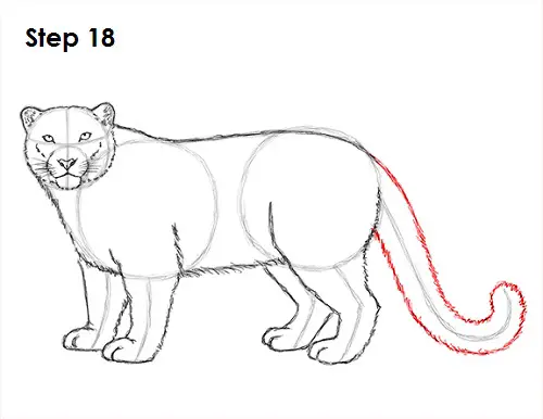 Cartoon Leopard Baby Coloring Pages Outline Sketch Drawing Vector Snow  Leopard Drawing Snow Leopard Outline Snow Leopard Sketch PNG and Vector  with Transparent Background for Free Download