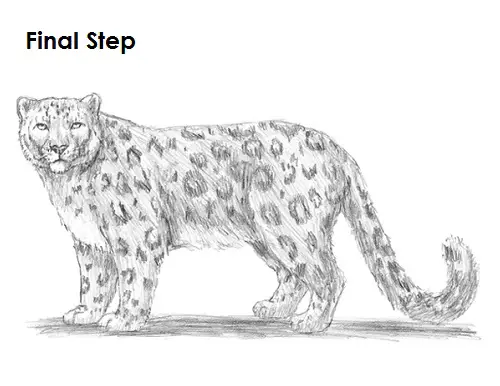 Snow Leopard Drawing  How To Draw A Snow Leopard Step By Step