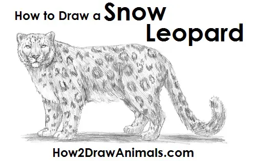 How to Draw a Snow Leopard  YouTube