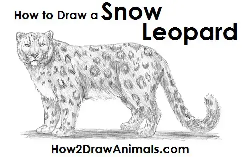 how to draw a snow leopard face
