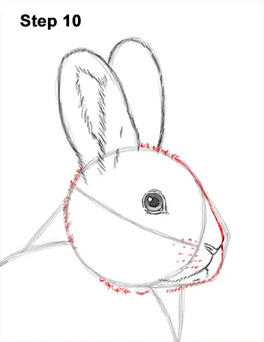 How to Draw a Snowshoe Hare Rabbit Sitting 10