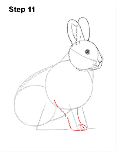 How to Draw a Snowshoe Hare Rabbit Sitting 11