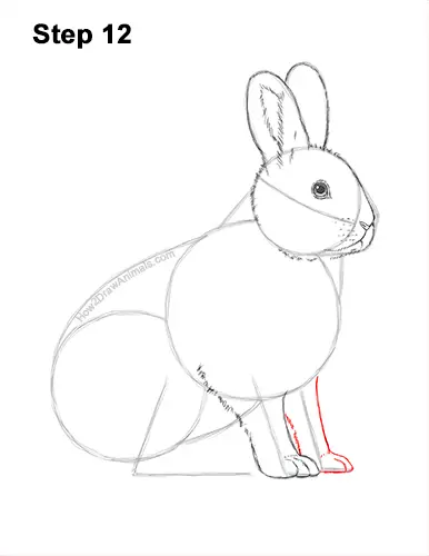 How to Draw a Snowshoe Hare Rabbit Sitting 12