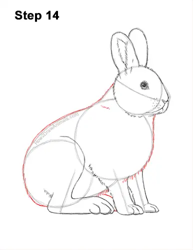 How to Draw a Snowshoe Hare Rabbit Sitting 14