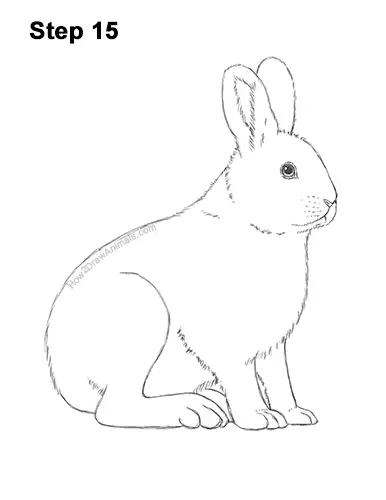 How to Draw a Snowshoe Hare Rabbit Sitting 15