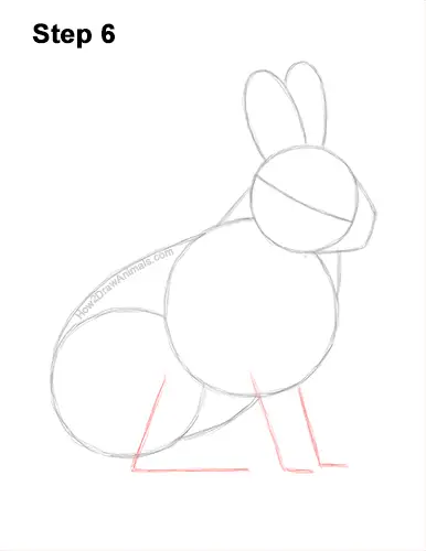 How to Draw a Snowshoe Hare Rabbit Sitting 6