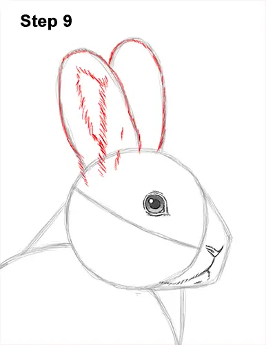 How to Draw a Snowshoe Hare Rabbit Sitting 9