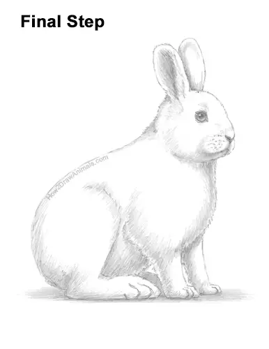 How to Draw a Snowshoe Hare Rabbit Sitting