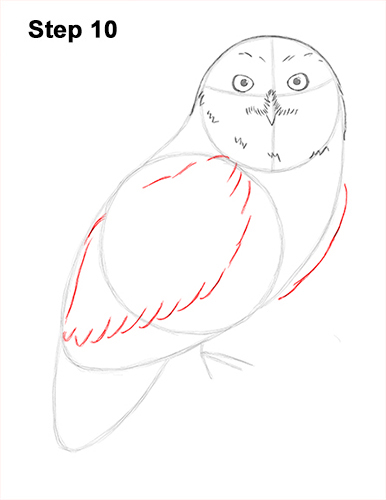 Draw Snowy Owl 10