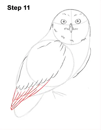 Draw Snowy Owl 11