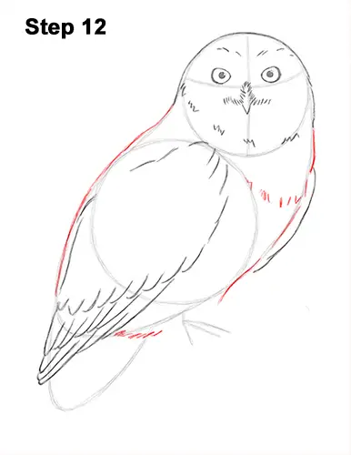 Draw Snowy Owl 12