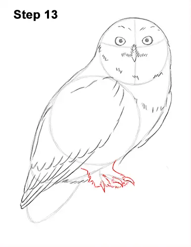 Draw Snowy Owl 13