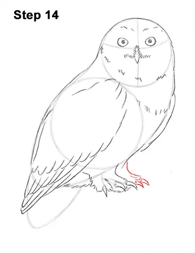 Draw Snowy Owl 14