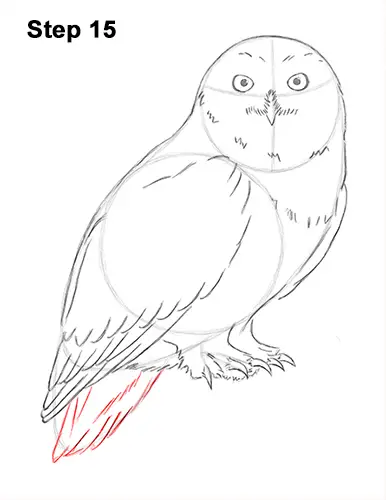 Draw Snowy Owl 15