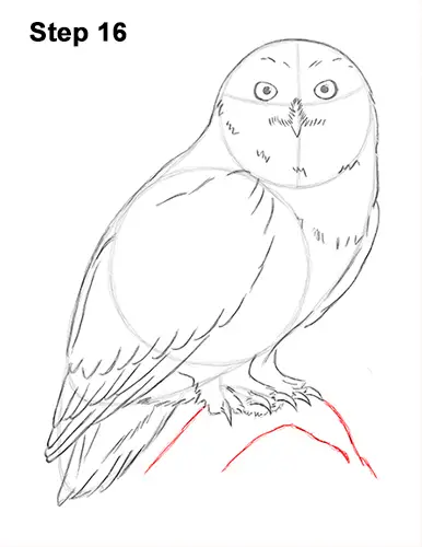 Draw Snowy Owl 16