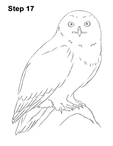 Draw Snowy Owl 17
