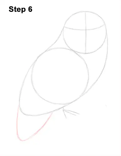 Draw Snowy Owl 6