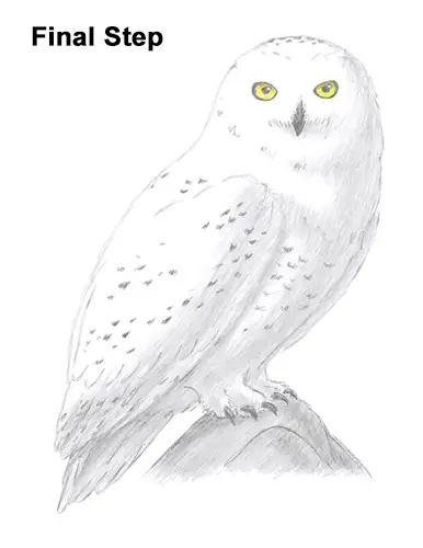 Draw Snowy Owl Last