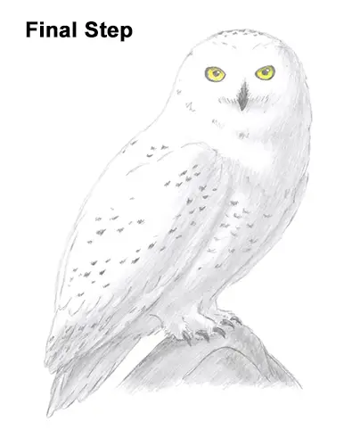 Realistic Snowy Owl Pencil Drawing - bmp-blip