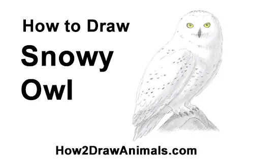 How to Draw a Snowy Owl