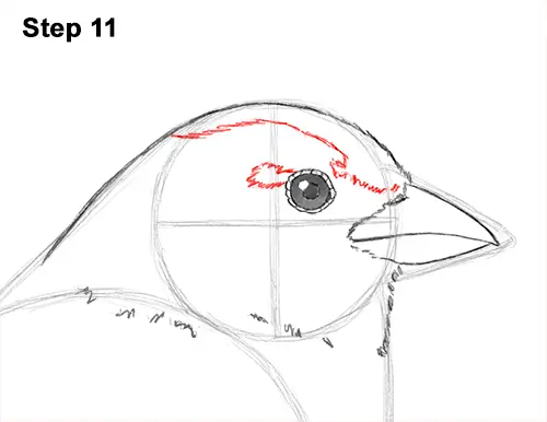 Draw House Sparrow Bird 11