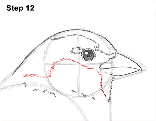 Draw House Sparrow Bird 12