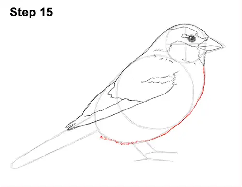 Draw House Sparrow Bird 15