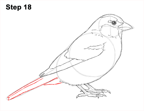Draw House Sparrow Bird 18