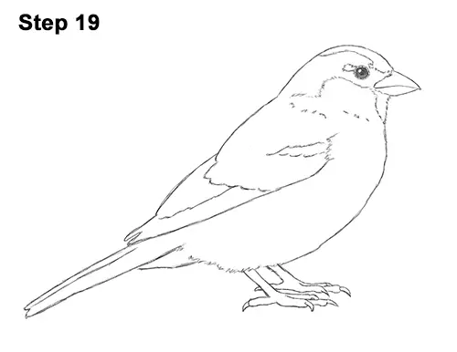 Draw House Sparrow Bird 19