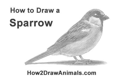 Sparrow sketch by archiwyzard on DeviantArt