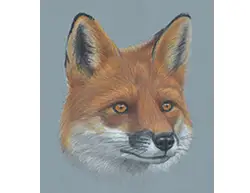 Red Fox Special Portrait Head