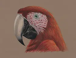 Scarlet Macaw Portrait Head Special Drawing