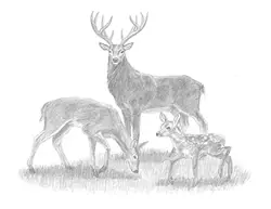 Special Deer Family Drawing Stag Buck Doe Fawn