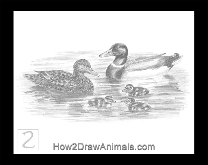 Special Mallard Duck Family Drawing Pencil