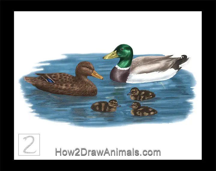 Special Mallard Duck Family Drawing Color