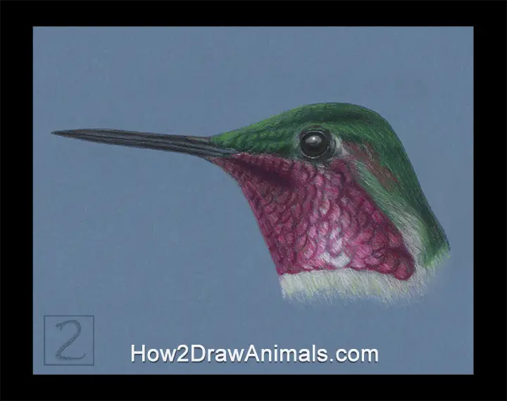 Hummingbird Ruby-throated Anna's Portrait Drawing