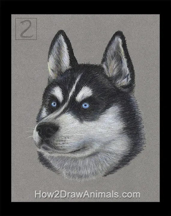 Special Husky Dog Portrait Drawing