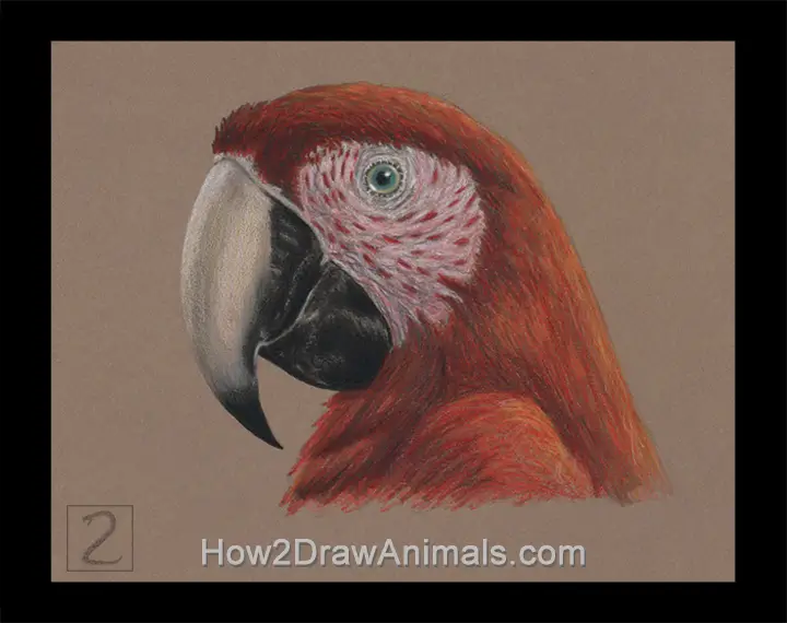 Special Scarlet Macaw Portrait Drawing
