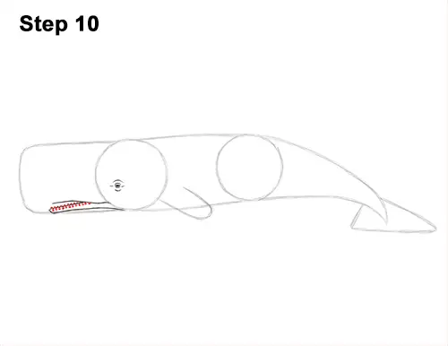 How to Draw a Sperm Whale Side 10