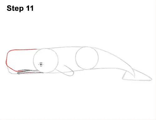 How to Draw a Sperm Whale Side 11