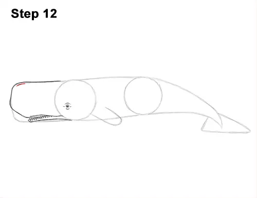 How to Draw a Sperm Whale Side 12