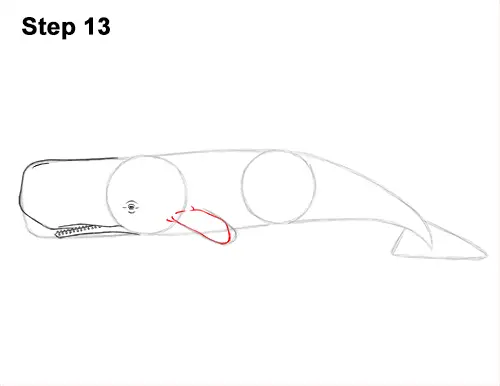 How to Draw a Sperm Whale Side 13