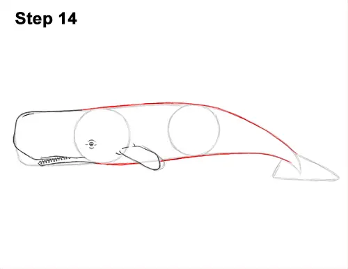 How to Draw a Sperm Whale Side 14