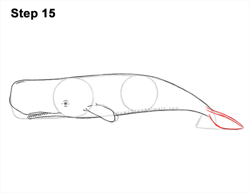 How to Draw a Sperm Whale Side 15