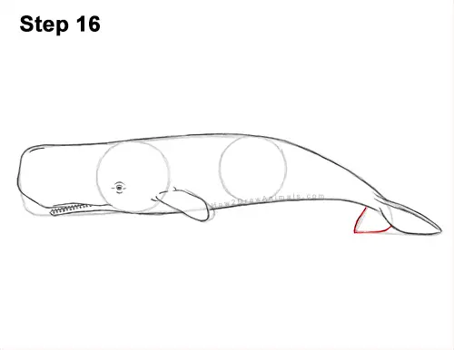 How to Draw a Sperm Whale Side 16