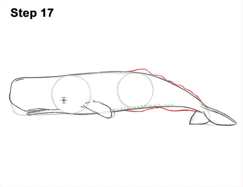 How to Draw a Sperm Whale Side 17