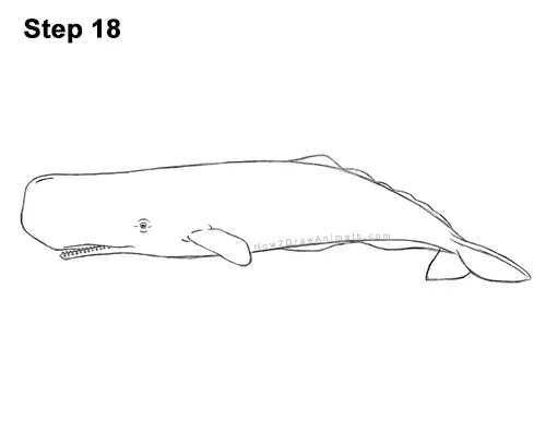 How to Draw a Sperm Whale Side 18